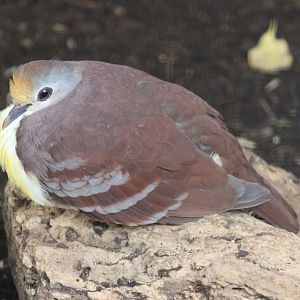 Cinnamon ground-dove