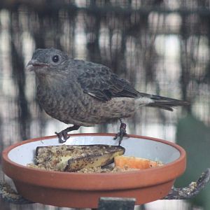 Spangled cotinga - female