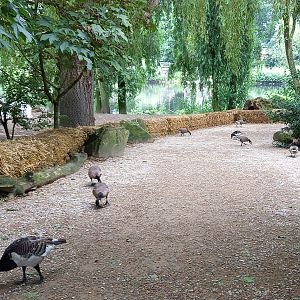 3 species of Branta : Lesser Canada - Barnacle and Red-breasted geese