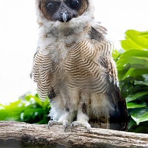 Brown Wood Owl chick / Hamerton / 8-7-21