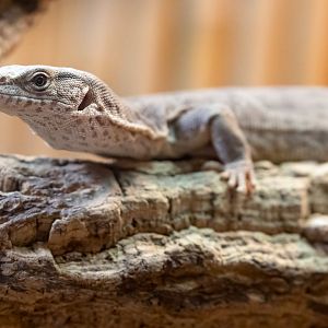 Pygmy Mulga Monitor / Hamerton / 8-7-21