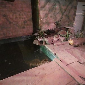 Siamese crocodile enclosure (Greenacres Animal Park)