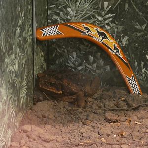 Cane toad (Greenacres Animal Park)