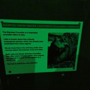 Siamese crocodile signage (Greenacres Animal Park)