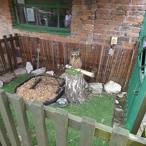 European eagle owl display (Greenacres Animal Park)