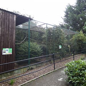 Ring-tailed coati enclosure (Greenacres Animal Park)