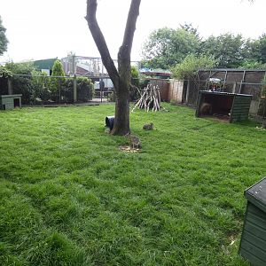 Patagonian mara and Parma wallaby enclosure (Greenacres Animal Park)