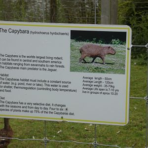 Capybara signage (Greenacres Animal Park)