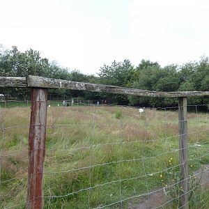 Greater rhea enclosure (Greenacres Animal Park)