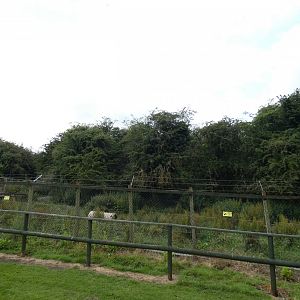 Wolf-dog enclosure (Greenacres Animal Park)