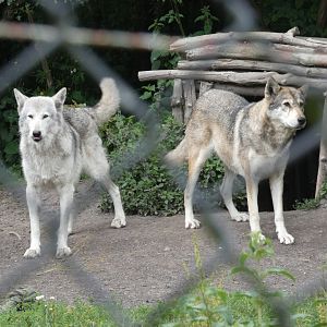 Wolf-dogs (Greenacres Animal Park)