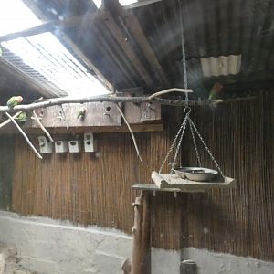 Lovebird enclosure (Greenacres Animal Park)