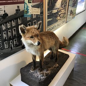Red fox (Yorkshire dales museum in Hawes)