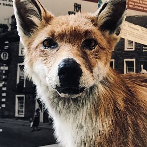 Red fox (Yorkshire dales museum)