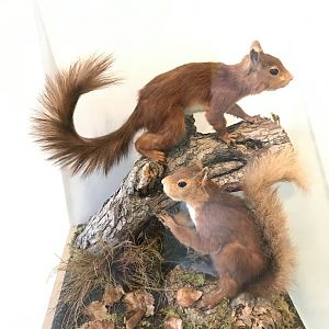 Red squirrel (Yorkshire dales museum)
