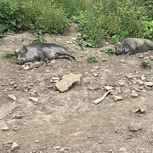 Wild boars (Bolton castle(