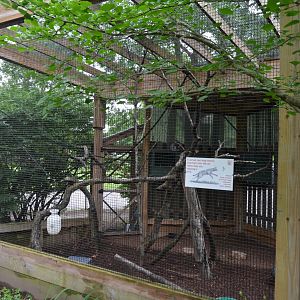 Ringtail Lemur Exhibit
