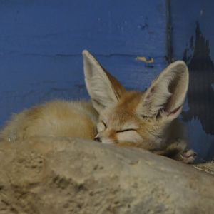 Fennec Fox