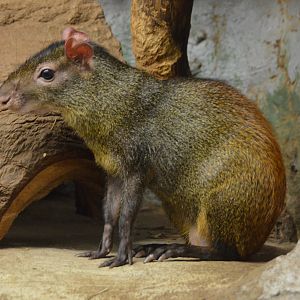 Red-Rumped Agouti