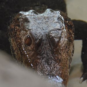 Cuvier's Dwarf Caiman