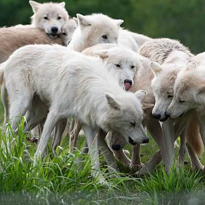 Arctic Wolf pack