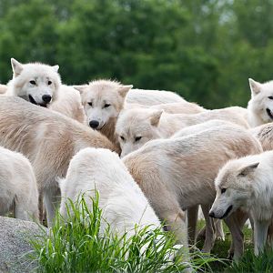 Arctic Wolf pack