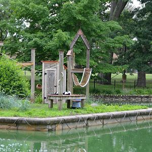 Black-and-White Ruffed Lemur Exhibit