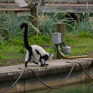 Black-and-White Ruffed Lemur Exhibit