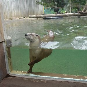 River Otter Exhibit