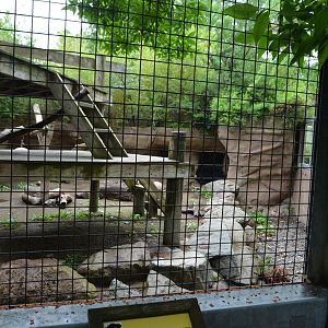 Sloth Bear Habitat