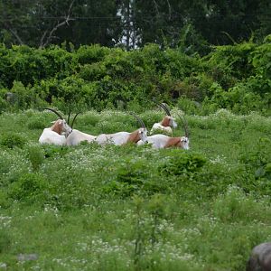 Scimitar Horned Oryx