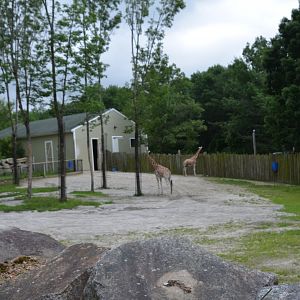 Giraffe Exhibit
