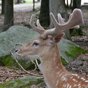 Fallow Deer