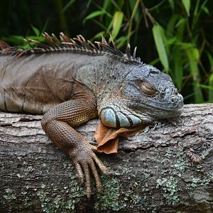 Iguana (Green)