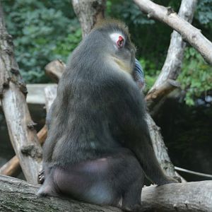 Mandrill