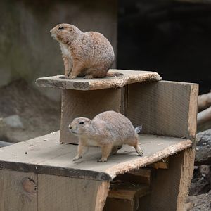 Black-Tailed Prairie Dogs