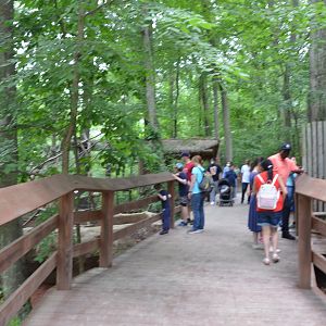Upper Walkway near the Sloths