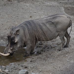 Warthog
