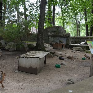 Cavy Exhibit