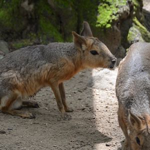 Cavy Exhibit