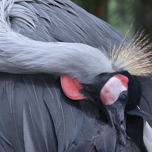 Crane, Possibly African, Possibly Crowned