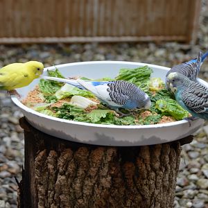 Budgies
