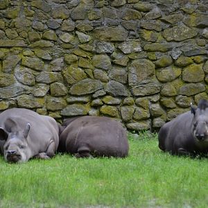 Tapirs