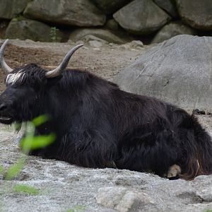 Yak