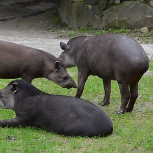 Tapirs