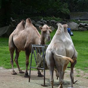Camels
