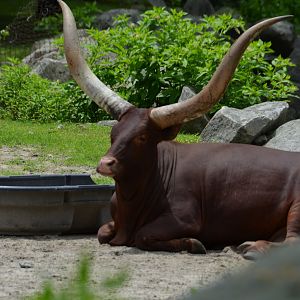 Watusi