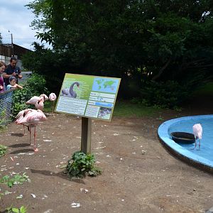 Flamingo Habitat