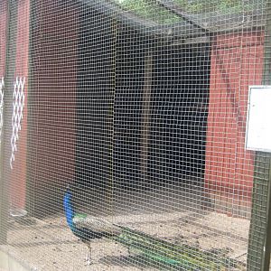 Hobro Minizoo - Peafowl aviary