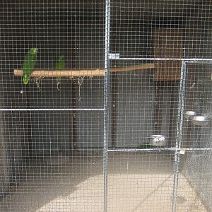 Hobro Minizoo - Blue-fronted amazon aviary